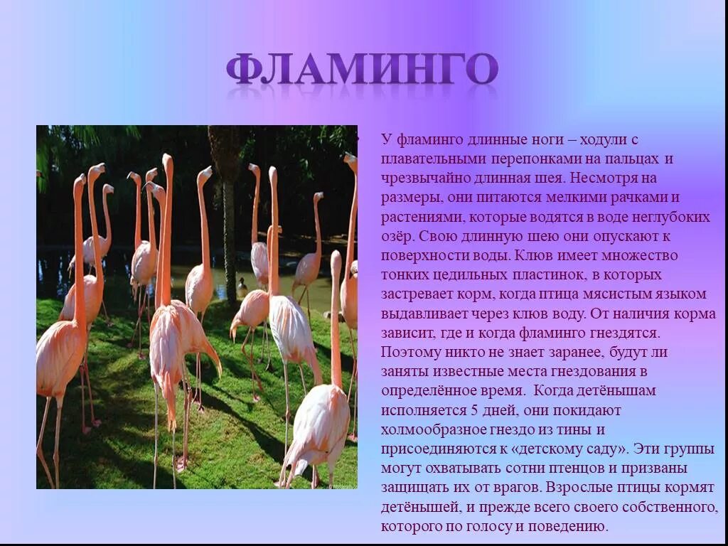 Несмотря на разнообразие
