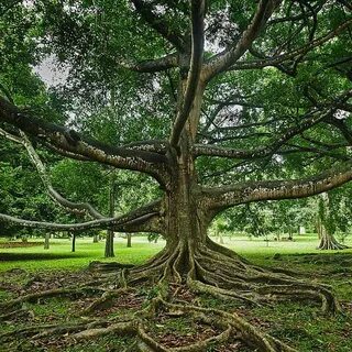 The seed of the sacred fig