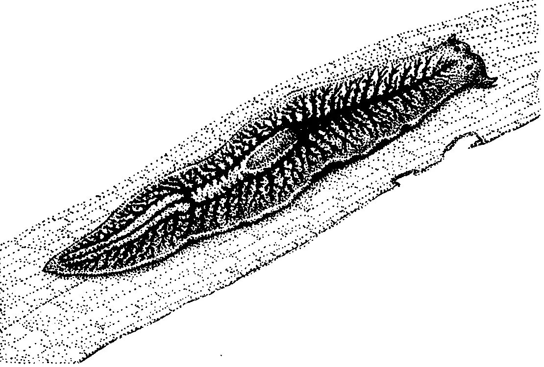 Система ресничных червей. Черви планарии. Реснитчатые черви планария. Плоские черви планария. Плоский червь планария.