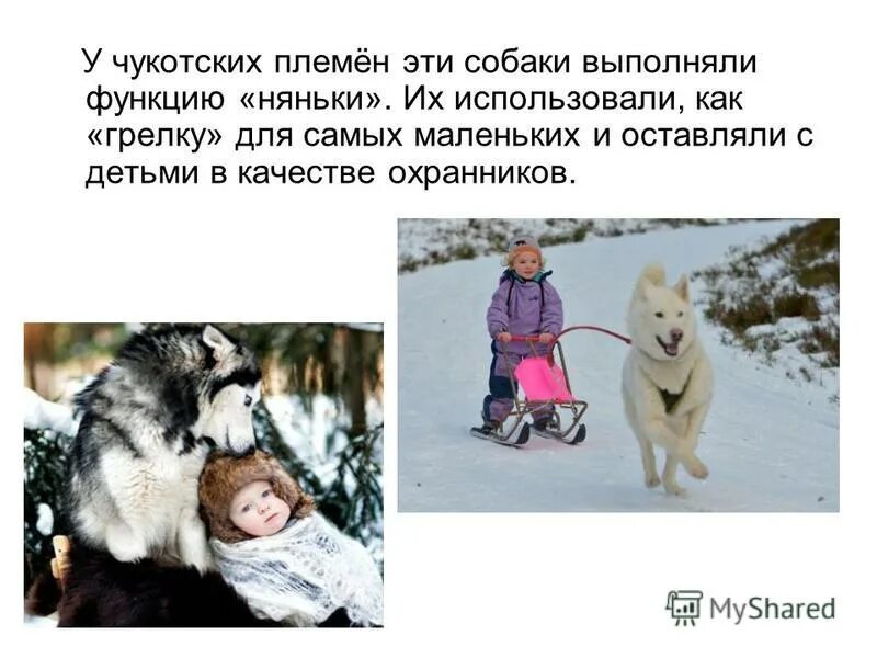 Строение и функции эндокринной системы животных. Собака поводырь. Внутреннее строение млекопитающих схема. Строение и функции эндокринной системы животных. Внутренне строение собаки органы.