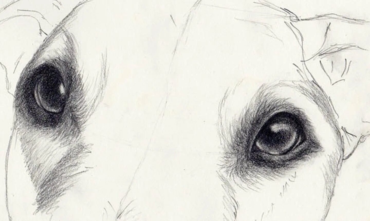 Как нарисовать глаза животных. Нарисованные собачьи глаза. собачьи глаза карандашом. глаза собаки карандашом. глаза собаки нарисовать.