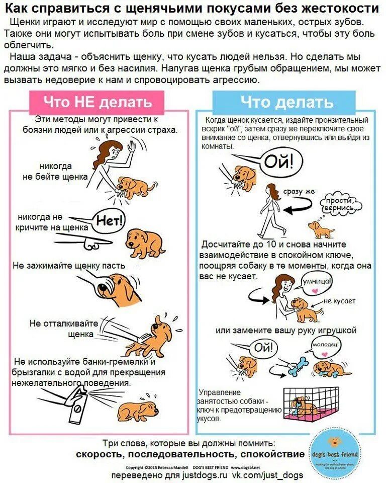 Почему кот кусается и бросается