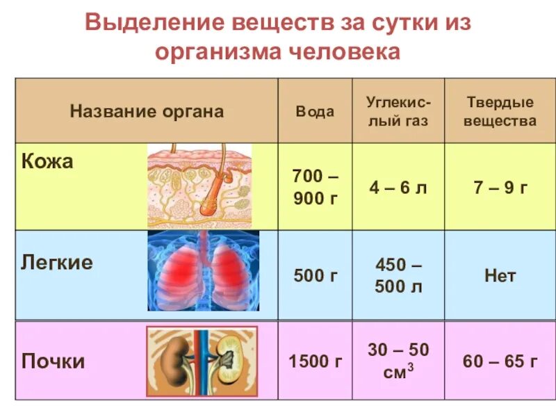 Транспорт продуктов распада к органам выделения. Выделение у организмов. Выделение веществ из организма. Выделение воды из организма. Выделение веществ за сутки из организма человека.