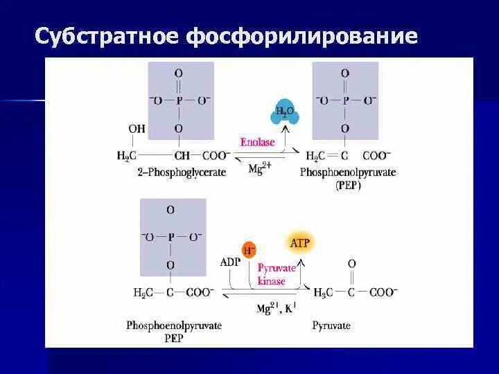 Субстратное атф. Субстратное фосфорилирование схема. Примеры реакций субстратного фосфорилирования. Реакции субстратного фосфорилирования. Субстратное фосфорилирование примеры.