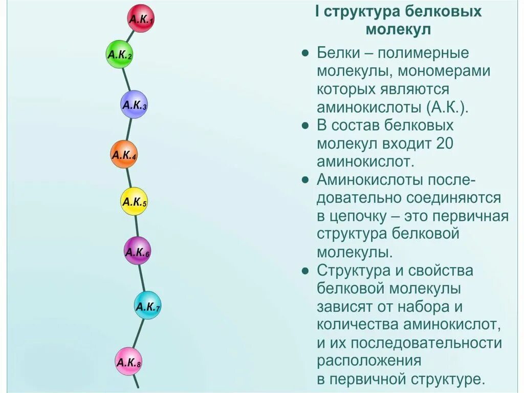 Первичная структура белка структура. Первичная структура белковых молекул. Первичная структура белка аминокислоты. Первичная структура белка Кратина. Первичная структура белка называют