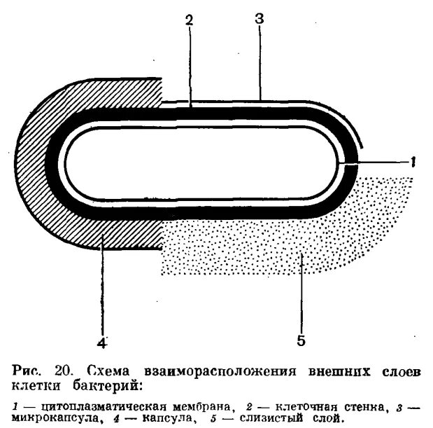 Капсула и микрокапсула бактерий. Строение капсулы бактерий. Схема расположения внешних слоев бактериальной клетки. Строение бактериальной капсулы. Слизистый слой бактерий