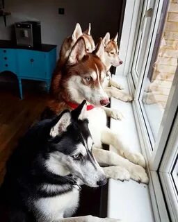 Сколько лет живут хаски