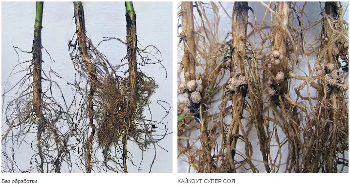 хайкоут супер соя. супер соя. хайстик соя. хайкоут супер соя басф. хайкоут супер соя басф.