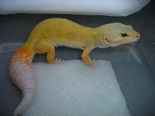 Эублефар морфа нова. Геккон эублефар nova. Nova морфа эублефара. Эублефар snake eyes radar. Геккон эублефар рыжий.