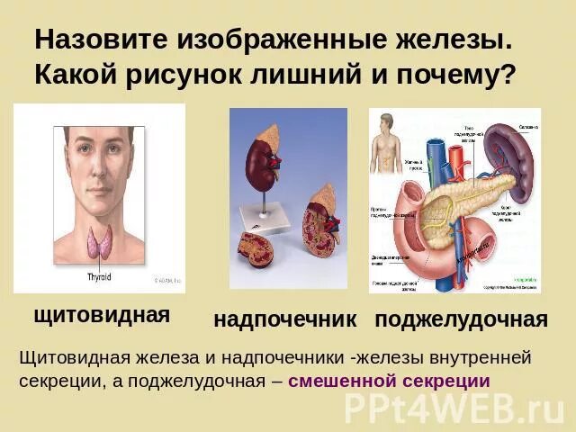 Надпочечники и щитовидная железа. Щитовидная надпочечники поджелудочная. Какая железа лишняя и почему. На рисунке изображены железы.