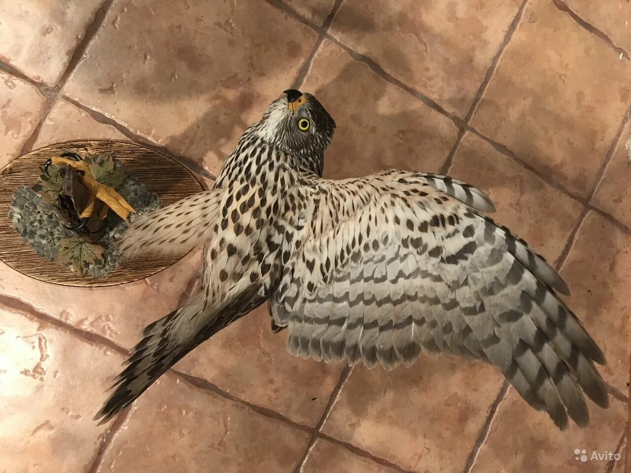 Чучела птиц канюк. Ястреб-тетеревятник таксидермия. Чучело ястреба. Чучело ястреба купить. Чучело ястреба.
