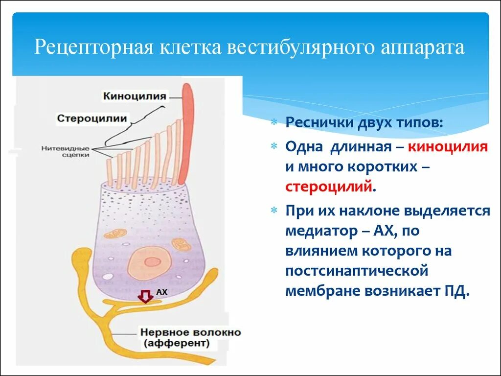 Клетки вестибулярного аппарата