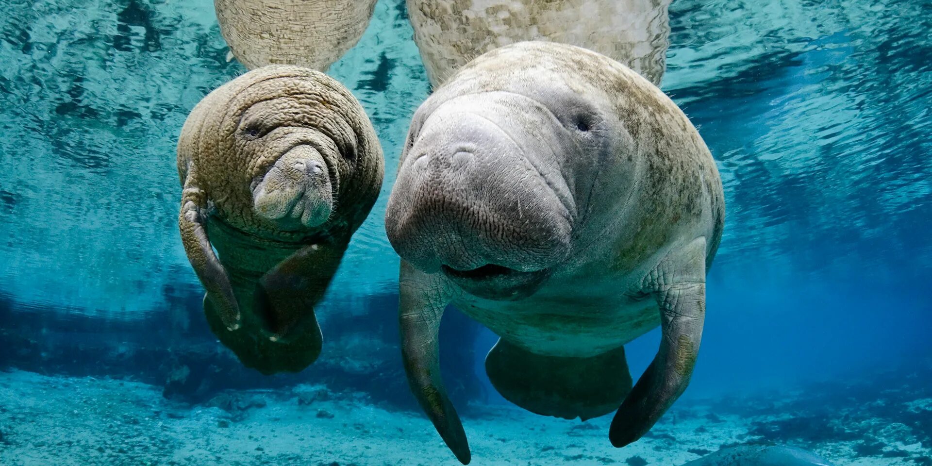 ламантин и дюгонь. ламантин морская корова. карликовый ламантин. ламантины лежбище. ламантины обитают.