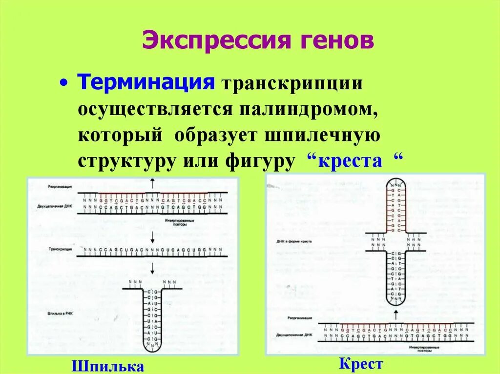 Палиндром биосинтез. Экспрессия генов. Экспрессия генов транскрипция. Терминация транскрипции. Палиндром терминация.