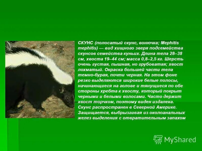 Где обитает скунс. Скунс железы. скунс обитает. скунс материк. скунс как защищается.
