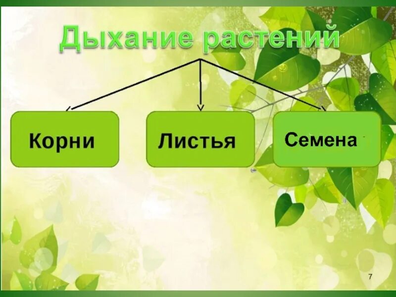 Подготовить сообщение о дыхании растений. Презентация по биологии. Дыхание растений презентация. Виды дыхания растений. Дыхание у растений осуществляется.