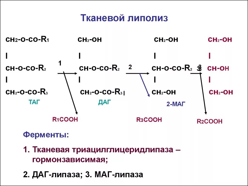 Процесс липолиза. Тканевой липолиз биохимия реакции. Липолиз схема процесса. Вторичный липолиз биохимия. Липолиз формулы биохимия.