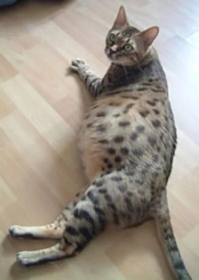 Кошка беременная месяц как выглядит Течка у кошек сфинксов: когда первая, что делать