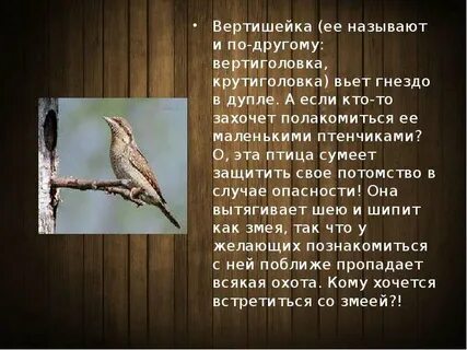 Баллада о змеях и птицах объяснение