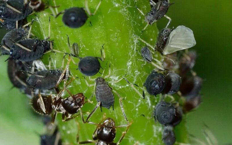 Сок розового куста тля паук насекомоядная птица. Свекловичная листовая тля. Бобовая тля (Aphis fabae). Люцерновая тля. Тля Еловая ситхинская.