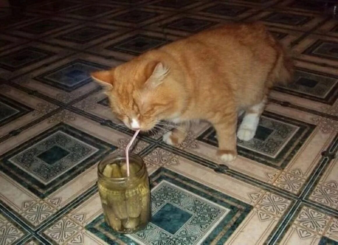 Кот пьет. Котик с похмелья. Кот пьет рассол.