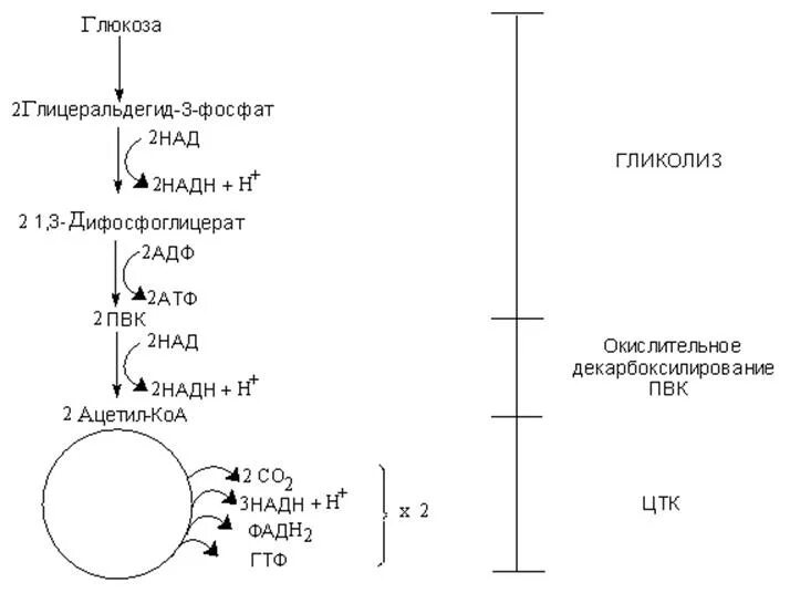 Схема аэробного распада Глюкозы биохимия. Общая схема распада Глюкозы биохимия. Этапы аэробного распада Глюкозы до углекислого газа и воды. Этапы аэробного распада Глюкозы биохимия.