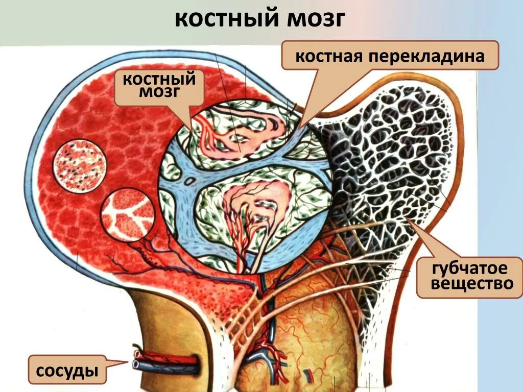 Красный мозг костей. Красный костный мозг животных. Строение костного мозга. Костный мозг анатомия.