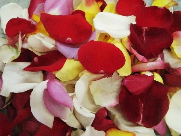 пакетики с лепестками роз. розы спб лепестки роз. букет из лепестков. пакет лепестков роз. розы спб лепестки роз.