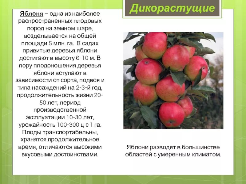 Яблоня жизненная форма. Яблоня продолжительность жизни дерева. сколько раз в жизни плодоносит яблоня. высота яблони. продолжительность плодоношения яблони.