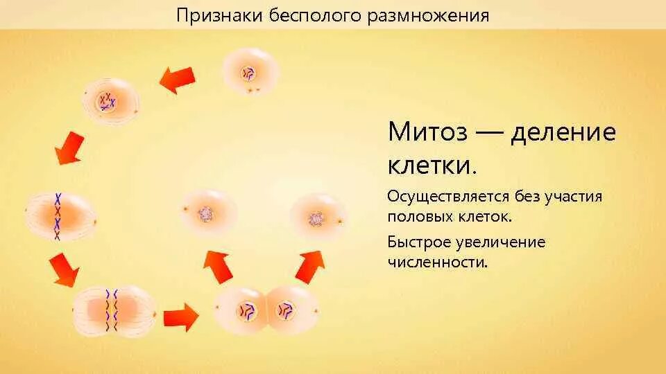 Митотическое деление клетки это бесполое размножение. Размножение клеток митоз. Митоз бесполое размножение. Бесполое размеожение м. Деление клеток обеспечивает организму