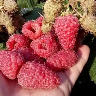 Малина арбат отзывы