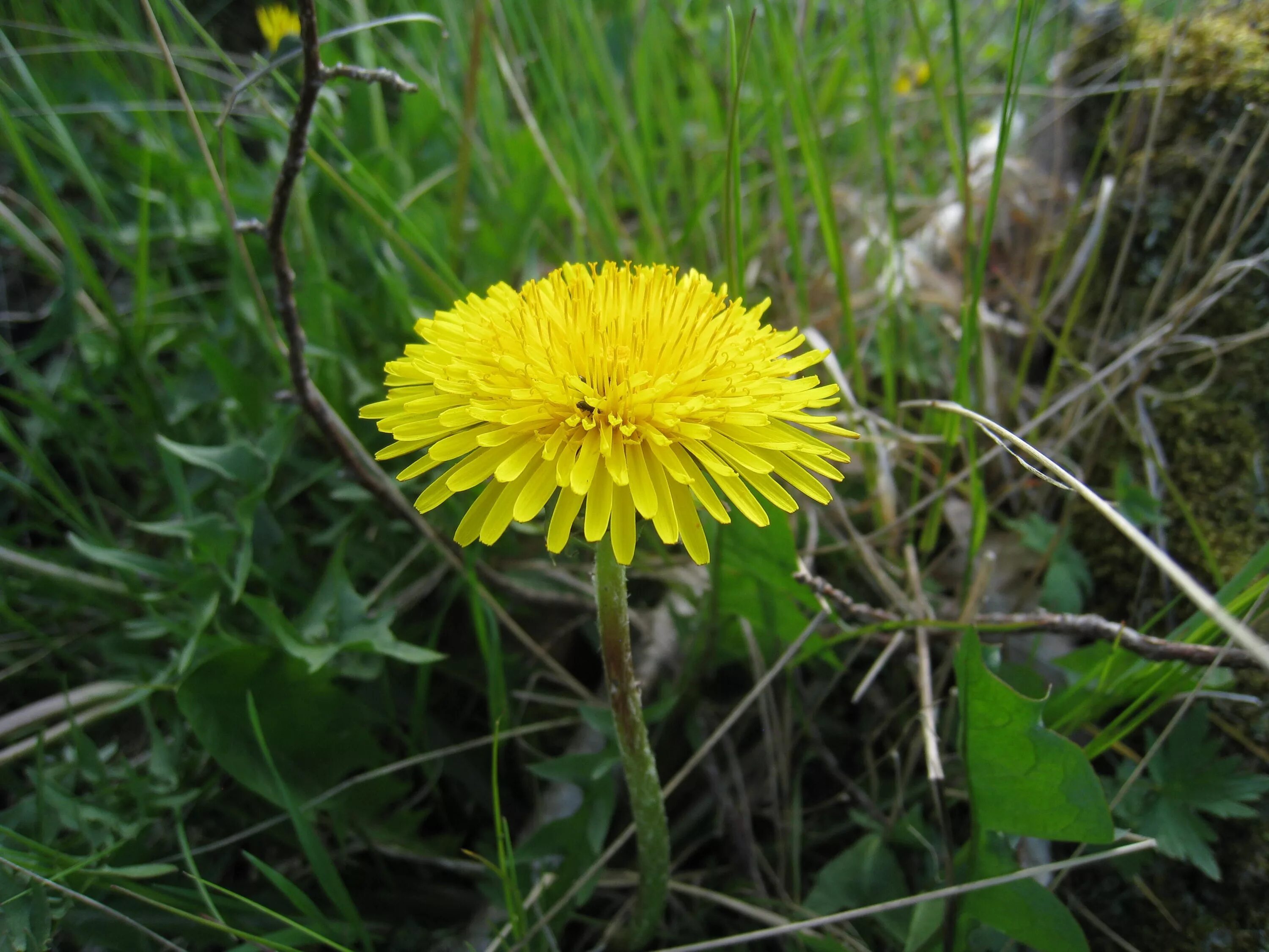 Луговые дикоросы желтые. Красный клевер (red clover). Съедобные дикорастущие растения. Чертополох бесстебельный. Дикорастущие травы.