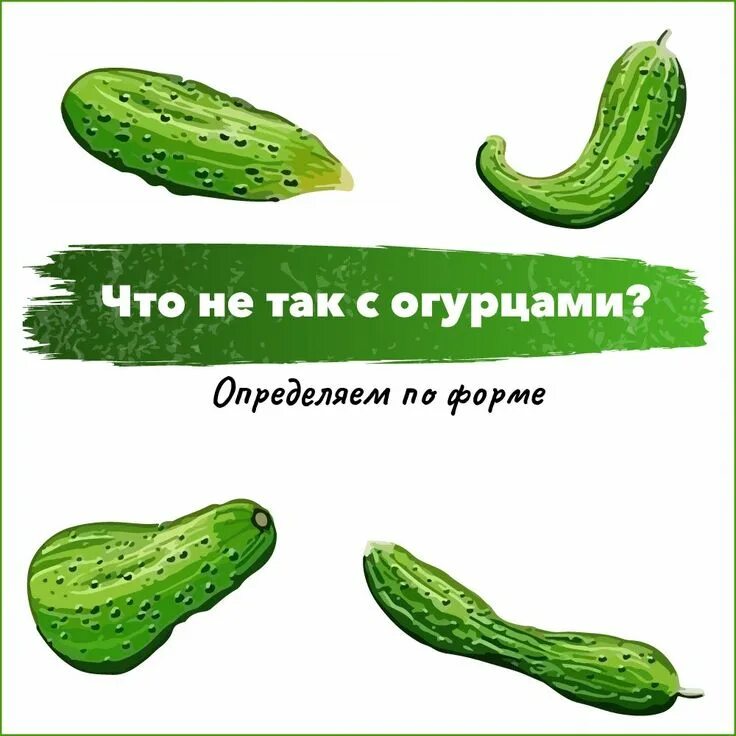 Форма огурца. Огурцы по форме. По форме огурца определить. Нехватка по форме огурцов.