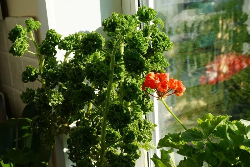 Пеларгония graveolens Bontrosai. Душистая пеларгония Bontrosai. Graveolens CV Bontrosai пеларгония. Graveolens CV Bontrosai ароматная пеларгония.