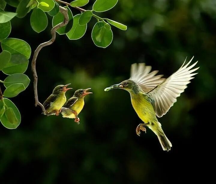 John & Fish Beautiful birds, Pretty birds, Animals beautiful