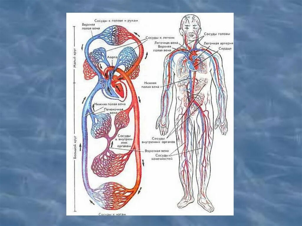 Движение крови по сосудам. Сосуды организма. Движение крови по артериальным и венозным сосудам. Сосуды кровеносной системы. Направление крови в венах