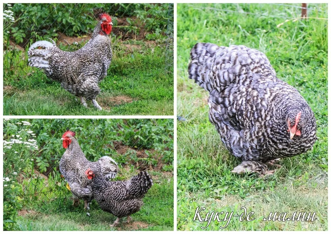 Доминант плимутрок. Куры итальянская куропатчатая. Куры Доминант Брама. Плимутрок крапчатый. Вид кур доминант