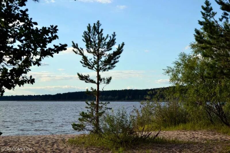 Остров Городомля на Селигере. Озеро Пено Селигер. Остров Городомля на Селигере Сосновый Бор. Городомля на Селигере лес.