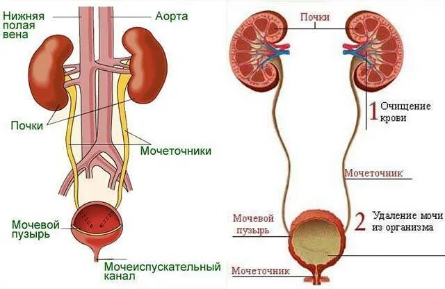 Из мочеточников моча поступает. Мочеточники у беременных. Мочевыделительная система человека. Почки и мочевой пузырь. Почечный чай.