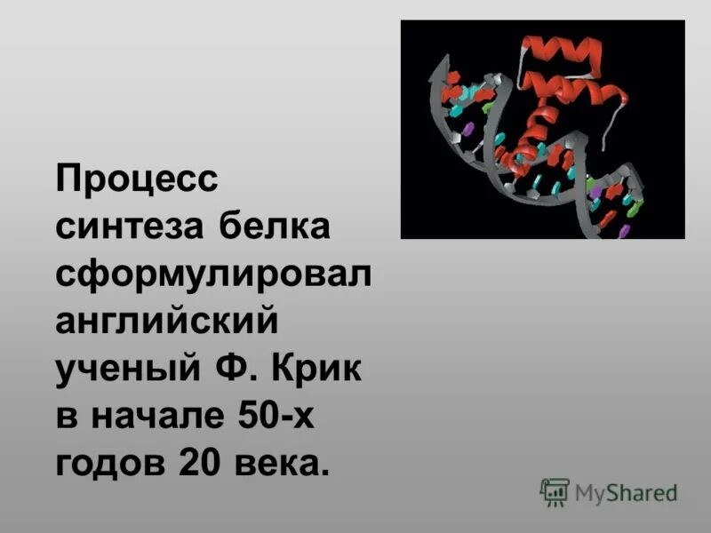 Биология задачи на биосинтез белка. Биосинтез белка. Процесс синтеза белка. Задачи на Синтез белка.