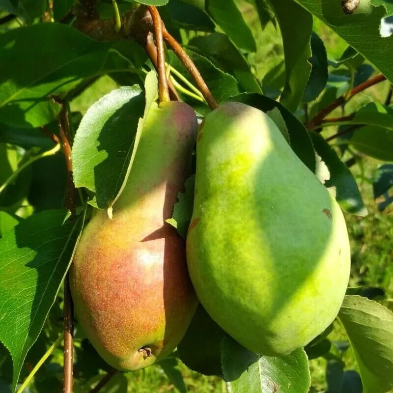 Груша какое культурное растение. Груша Талгарская красавица. Сорт груши Талгарская красавица. Груша Талгарская красавица дерево. Груша Лесная красавица Талгарская.