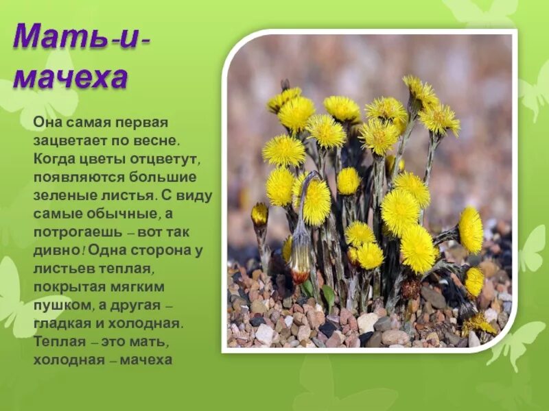 Когда в этом году зацвела мать мачеха. Первоцветы мать-и-мачеха. Весенние первоцветы мать и мачеха. Мать и мачеха отцвела. Мать и мачеха растение.