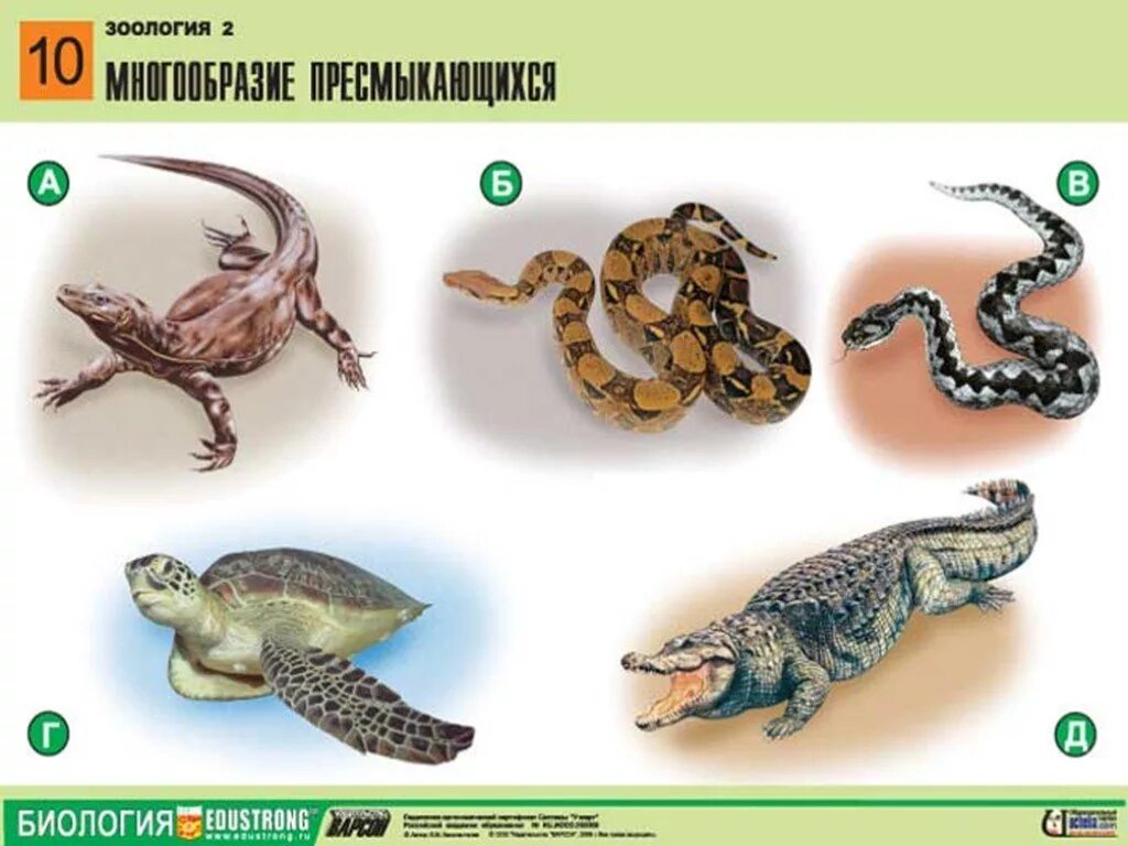 Разнообразие рептилий. Разнообразие пресмыкающихся. Класс рептилии разнообразие. Класс пресмыкающиеся многообразие. Змеи относятся к отряду черепахи чешуйчатые крокодилы