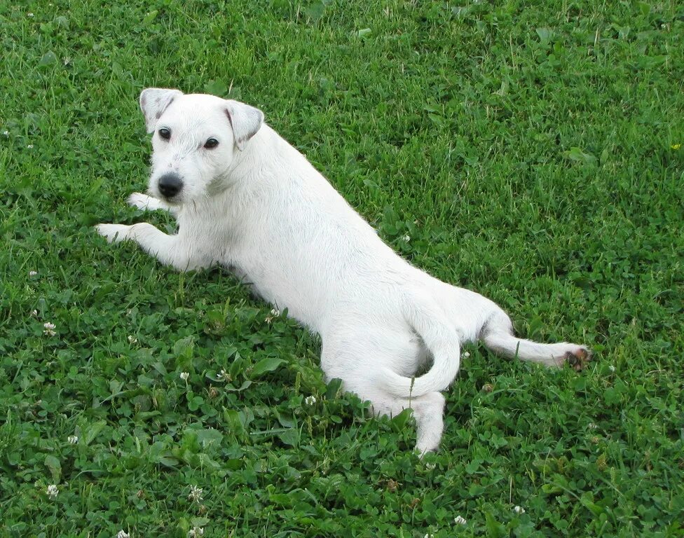 рассел терьер белый. джек-рассел-терьер белый. рассел терьер белый. парсон рассел терьер жесткошерстный. парсон рассел терьер белый.