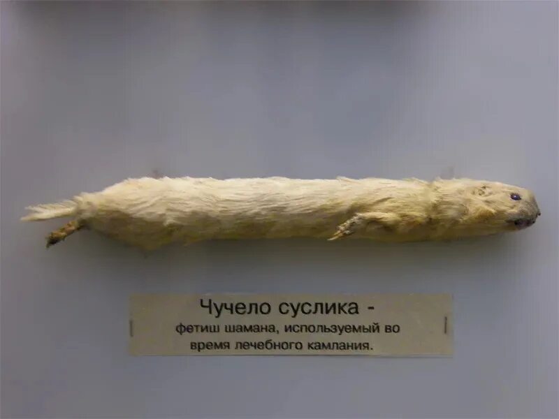 Логическая ошибка соломенное чучело. Свиязь чучело авиан х. Прием соломенное чучело. Сочинение на тему что такое безразличие. Чучело суслика.