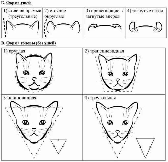 Порода кошек ориентал грузин. Строение внутренних органов у кота фото и описание. Абиссинская шотландская кошка. Строение тела кота. Анатомия кота внешнее и внутреннее строение.
