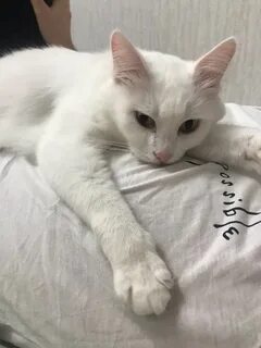 Кошки чебоксары