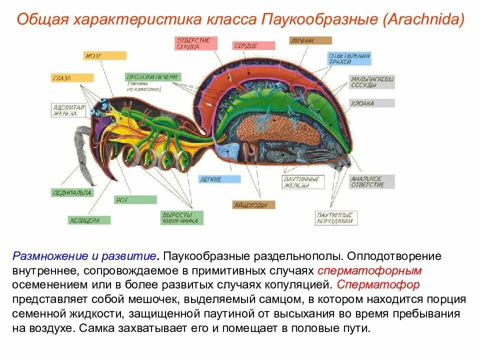 Полость тела паукообразных. Кровеносная система паукообразных. Мускулатура паукообразных. Тип Членистоногие класс паукообразные.