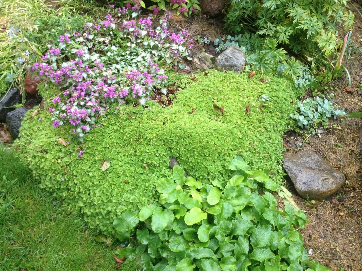 Многолетние цветы камнеломка фото. Ясколка и камнеломка. Камнеломка Альпийская. Ясколка камнеломка почвопокровные. Камнеломка на альпийской Горке.