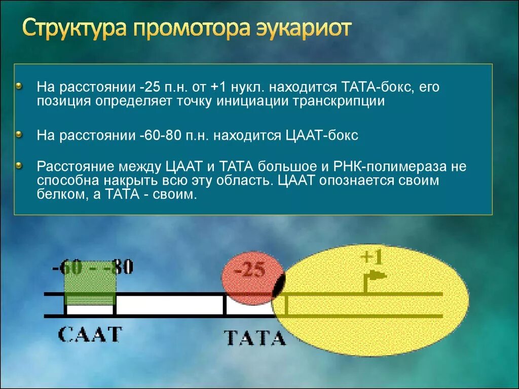 Транскрипция у эукариот последовательность. Транскрипция у эукариот последовательность